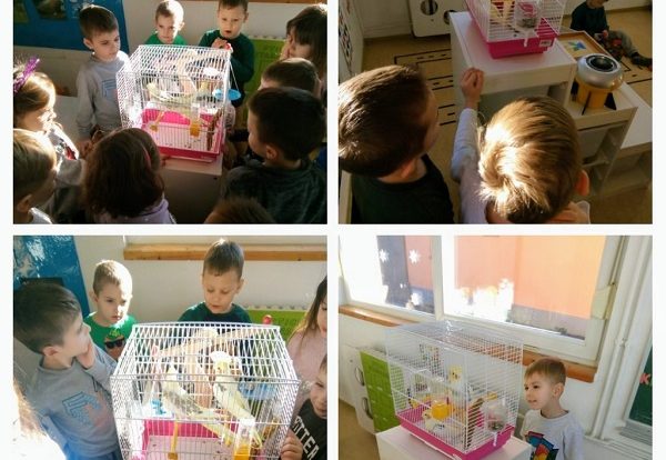 Ribice - upoznavanje s nimfama, promatranje, razvoj zapažanja i spoznaje
