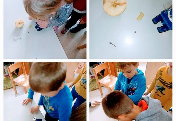 Ribice - research activity, Apple Day, studying the small parts of an apple with microscope