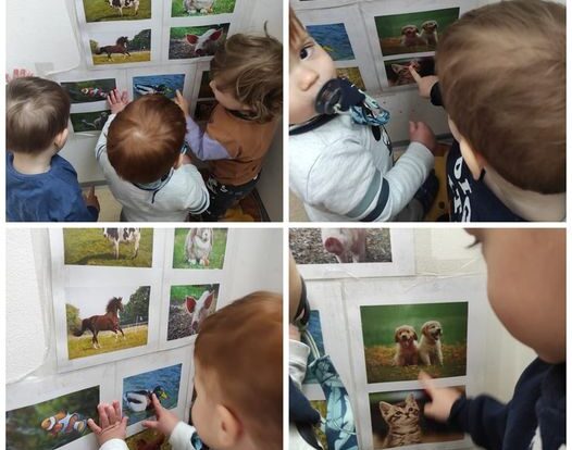 Lavići - fotografije životinja u sklopu projekta Životinje; prepoznavanje životinja, oponašanje glasova životinja, poticanje razvoja govora i spoznaje