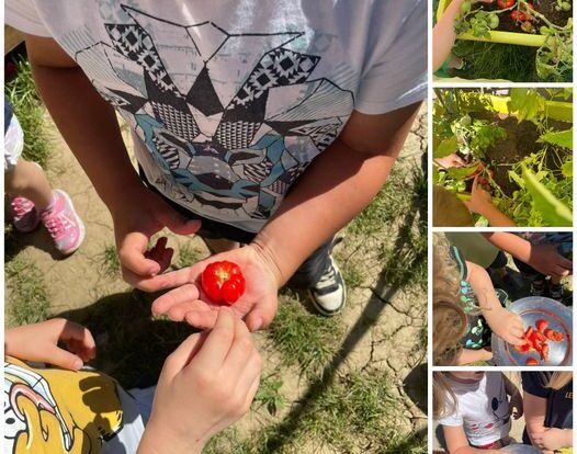 Leptirići - spoznajno istraživalačka aktivnost praćenja rasta biljke, branje plodova- razvoj spoznaje o rastu biljaka, poticanje samostalnosti