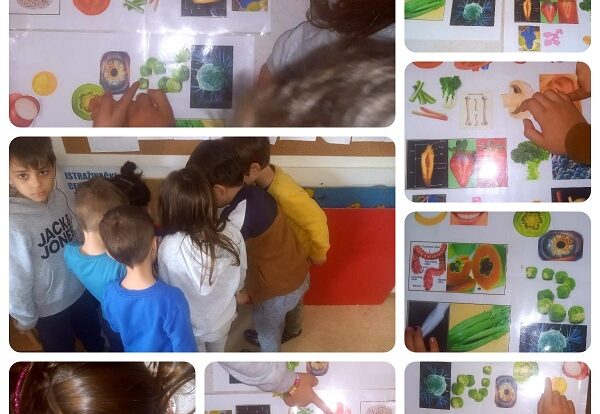 Ribice - u sklopu projekta zdrava prehrana istražujemo što je važno za naše organe da bi očuvati zdravlje