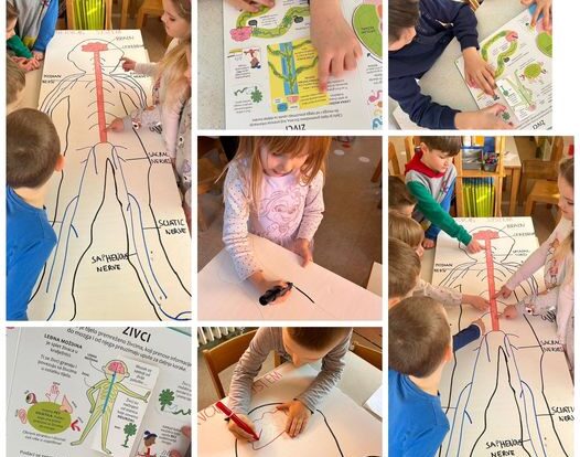 Ribice - learning about nervous system.