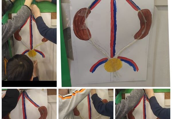 Ribice - Urinary System; what are the parts of the urinary system